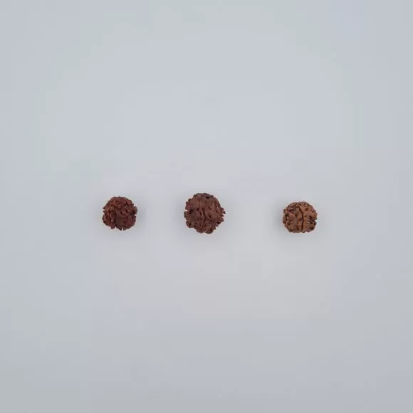 1 Mukhi Rudraksh – Nepal - — Consecrated Numero-Vastu Remedy by Dhrminder Bhattia