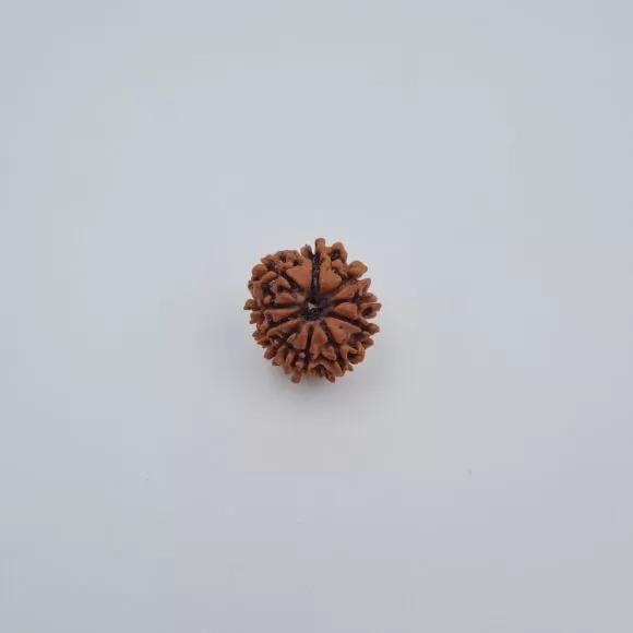 10 Mukhi Rudraksha – Nepal - — Consecrated Numero-Vastu Remedy by Dhrminder Bhattia