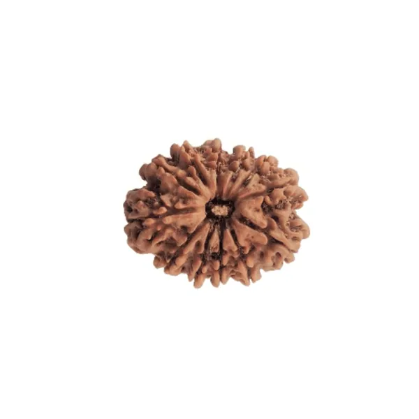 12 Mukhi Rudraksh – Nepal — Consecrated Numero-Vastu Remedy by Dhrminder Bhattia