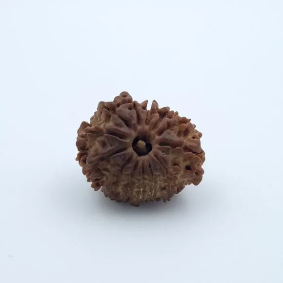 13 Mukhi Rudraksha – Nepal - — Consecrated Numero-Vastu Remedy by Dhrminder Bhattia