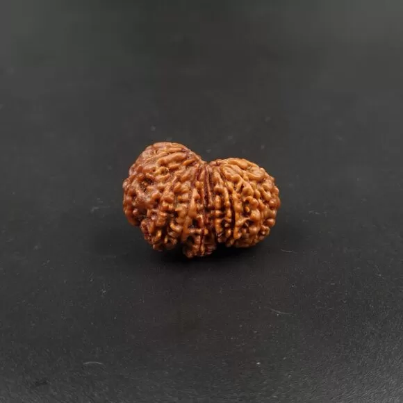 14 Mukhi Gauri-Shankar Ganesh Rudraksh - — Consecrated Numero-Vastu Remedy by Dhrminder Bhattia