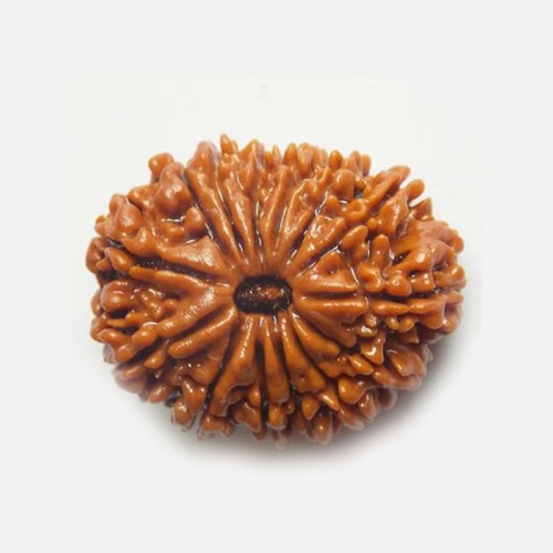 14 Mukhi Rudraksh – Nepal - — Consecrated Numero-Vastu Remedy by Dhrminder Bhattia