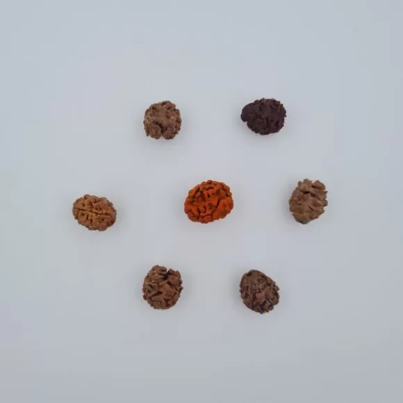 2 Mukhi Rudraksh – Nepal - — Consecrated Numero-Vastu Remedy by Dhrminder Bhattia