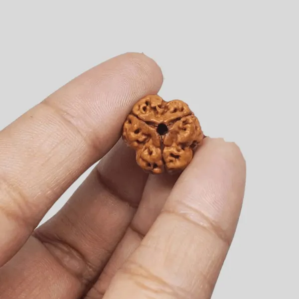 3 Mukhi Rudraksha – Nepal (With Thread) — Consecrated Numero-Vastu Remedy by Dhrminder Bhattia