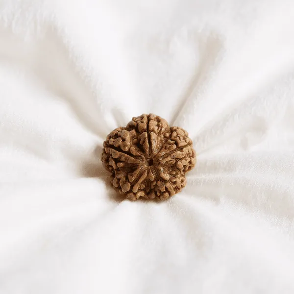 Free 5 Mukhi Rudraksha Nepal (With Thread) — Consecrated Numero-Vastu Remedy by Dhrminder Bhattia