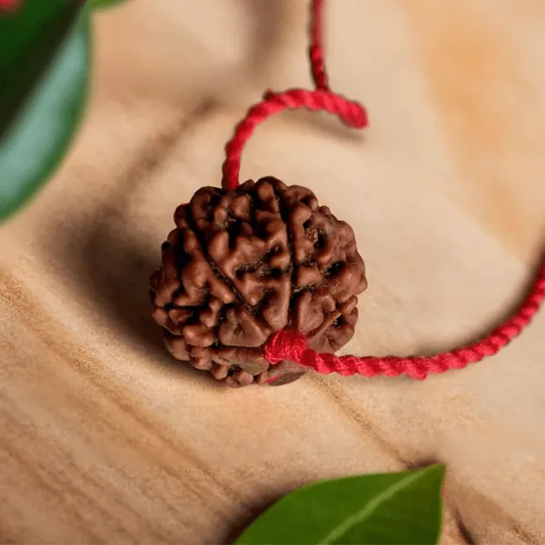 6 Mukhi Rudraksha Nepal (With Thread) — Consecrated Numero-Vastu Remedy by Dhrminder Bhattia