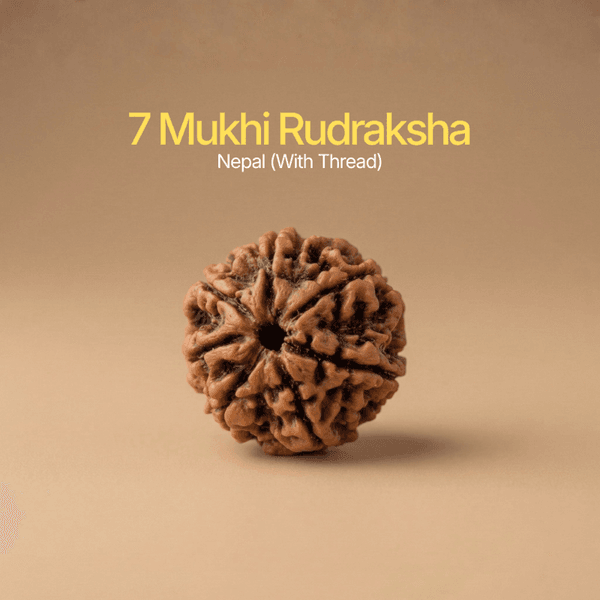 7 Mukhi Rudraksha Nepal Origin | 100% Genuine — Consecrated Numero-Vastu Remedy by Dhrminder Bhattia