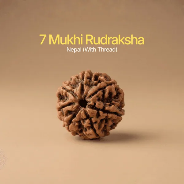 Certified 7 Mukhi Rudraksha Nepal (With Thread) — Consecrated Numero-Vastu Remedy by Dhrminder Bhattia