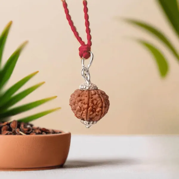 Authentic 7 Mukhi Rudraksha – Nepal (With Silver Capping) and Thread — Consecrated Numero-Vastu Remedy by Dhrminder Bhattia