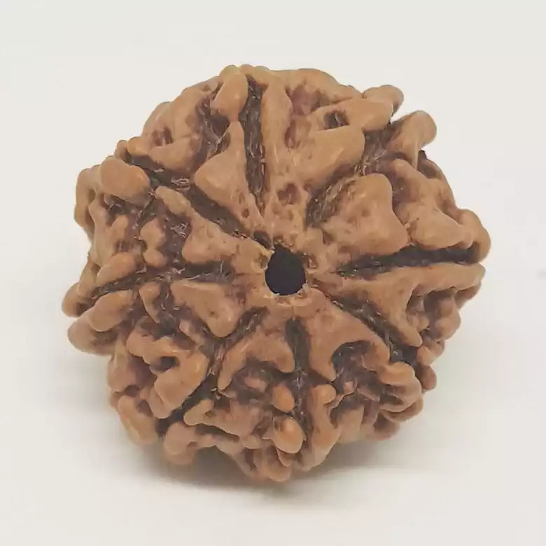 8 Mukhi Rudraksha – Nepal - — Consecrated Numero-Vastu Remedy by Dhrminder Bhattia