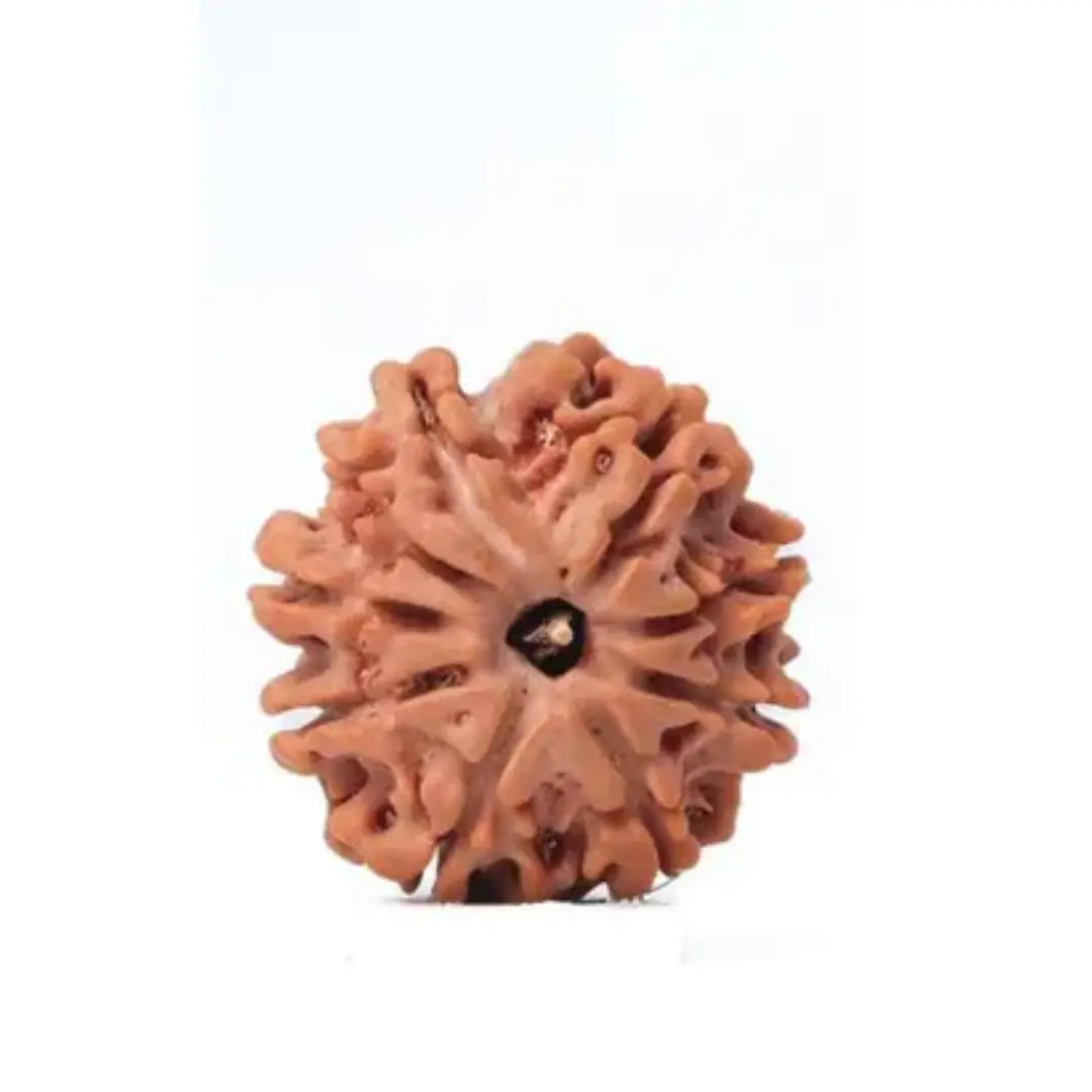 9 Mukhi Rudraksha – Nepal - — Consecrated Numero-Vastu Remedy by Dhrminder Bhattia