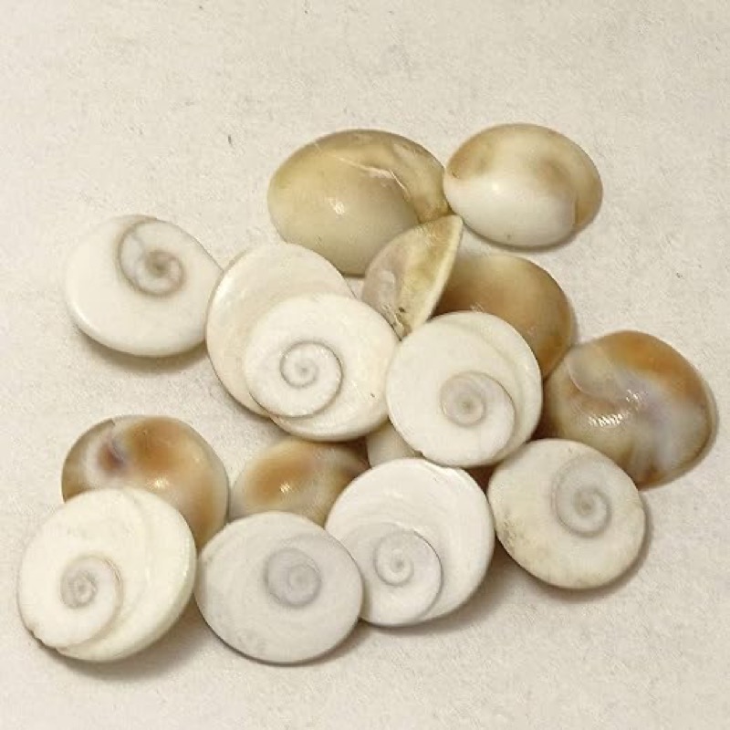 Gomati Chakra Pooja Samagri - — Consecrated Numero-Vastu Remedy by Dhrminder Bhattia